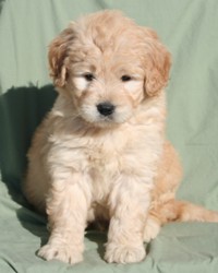 Blonde hot sale mini goldendoodle